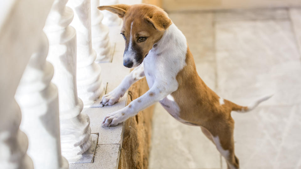 Jack Russell Terrier puppy