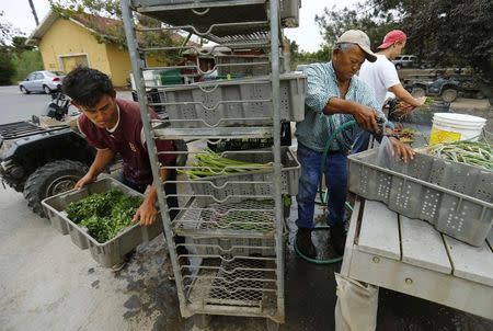 Makoto Chino (L) and his father Tom wash off freshly picked vegetables on their family's farm in Rancho Santa Fe, California August 12, 2014. REUTERS/Mike Blake