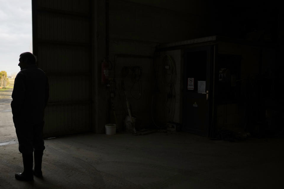 Bart Dochy looks out of a barn door at his family farm in Ledegem, Belgium, Tuesday, Feb. 13, 2024. Because rules change so fast, Dochy said it becomes harder and harder to invest wisely. In Northern Belgium such issues have coalesced around nitrate poolution and rules to contain them. (AP Photo/Virginia Mayo)