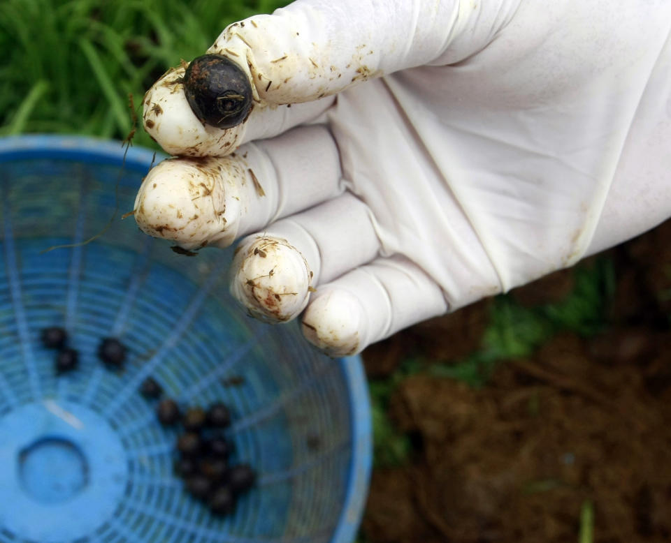 In this photo taken Dec. 4, 2012, a coffee bean picked from elephant dung is shown at an elephant camp in Chiang Rai province, northern Thailand. A Canadian entrepreneur with a background in civet coffee has teamed up with a herd of 20 elephants, gourmet roasters and one of the country's top hotels to produce the Black Ivory, a new blend from the hills of northern Thailand and the excrement of elephants which ranks among the world's most expensive cups of coffee. (AP Photo/Apichart Weerawong)