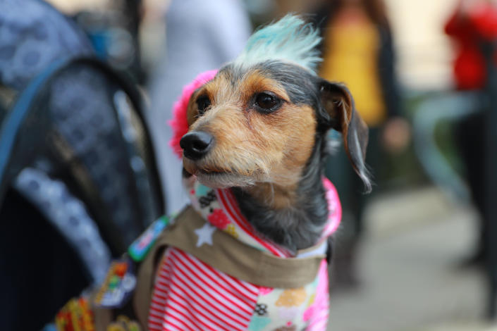 <p>Tallulah strikes a pose while riding in carriage during the 28th Annual Tompkins Square Halloween Dog Parade at East River Park Amphitheater in New York on Oct. 28, 2018. (Photo: Gordon Donovan/Yahoo News) </p>