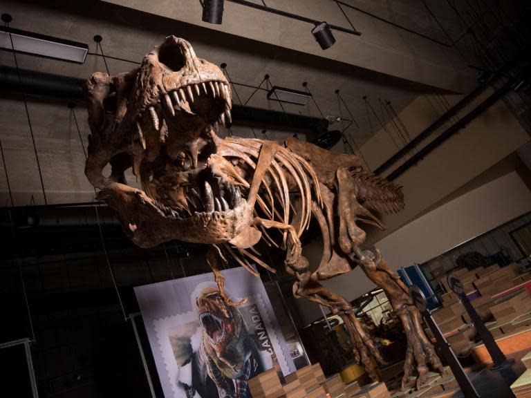 World’s largest ever Tyrannosaurus rex revealed by scientists