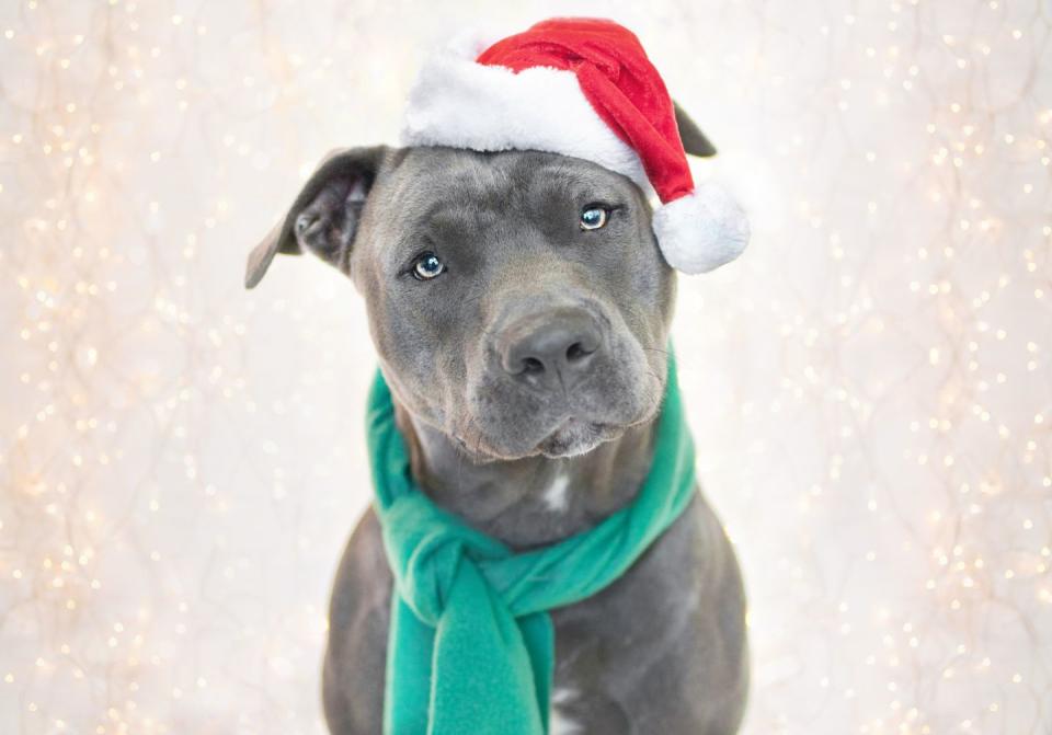 <p>These patient pups will let you dress them up for all the holidays.</p>