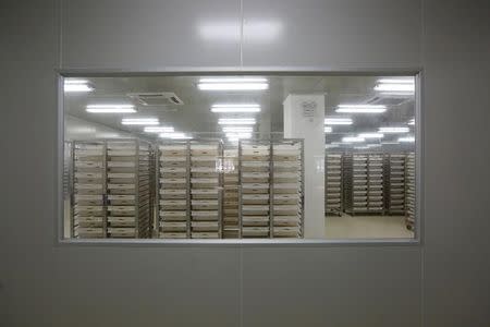 Trays containing mosquito larvae are seen inside Sun Yat-Sen University-Michigan State University Joint Center of Vector Control for Tropical Disease, the world’s largest "mosquito factory" which breeds millions of bacteria-infected mosquitoes, in the fight against the spread of viruses such as dengue and Zika, in Guangzhou, China July 28, 2016. REUTERS/Bobby Yip