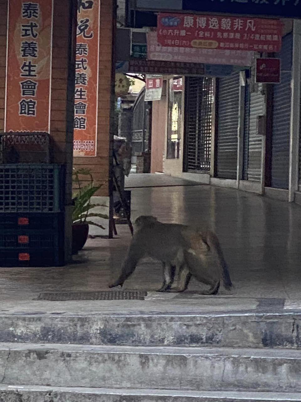 猴子在騎樓閒晃。（圖／翻攝自「我是東湖人」臉書）