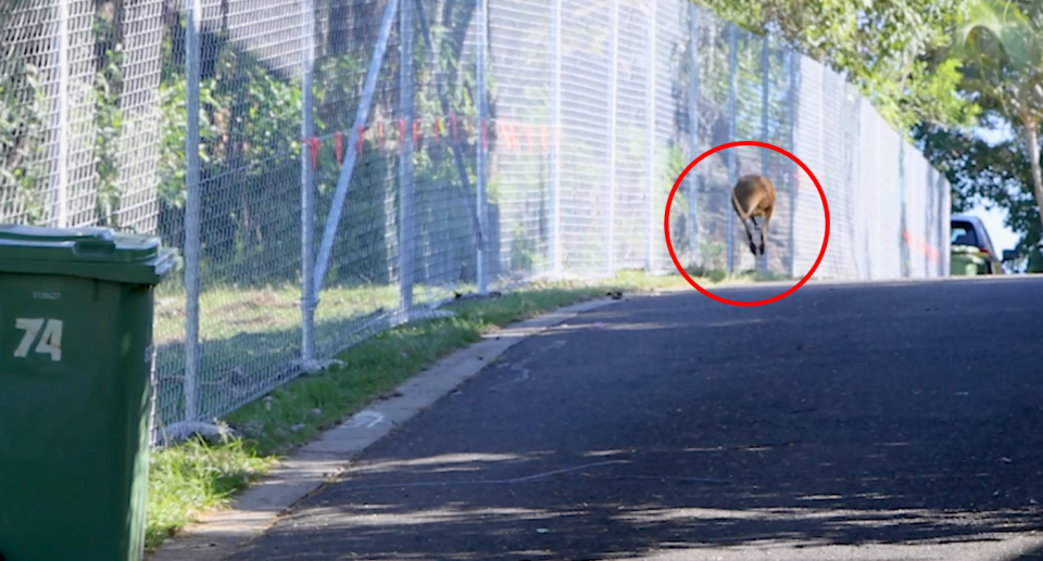 Neighbours complained wallabies were crashing into the fence all through the night. Source: Supplied