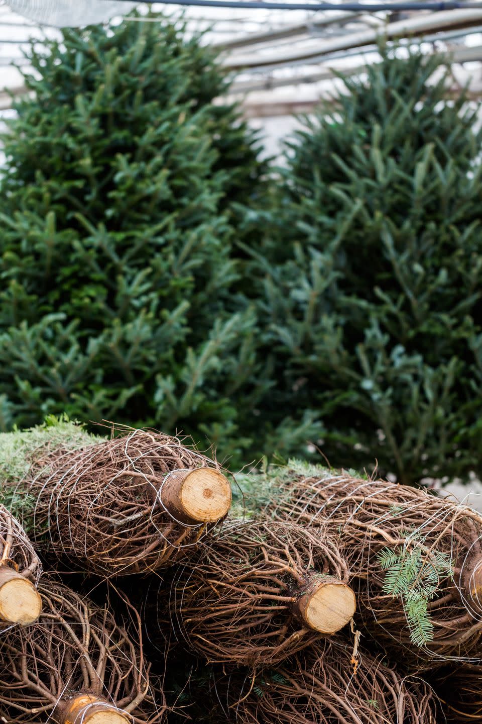 11) Visit a Christmas tree farm.