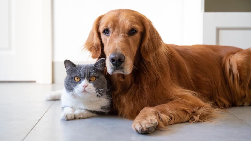 Pet communication can get complex — here are the things your dog or cat might be trying to tell you