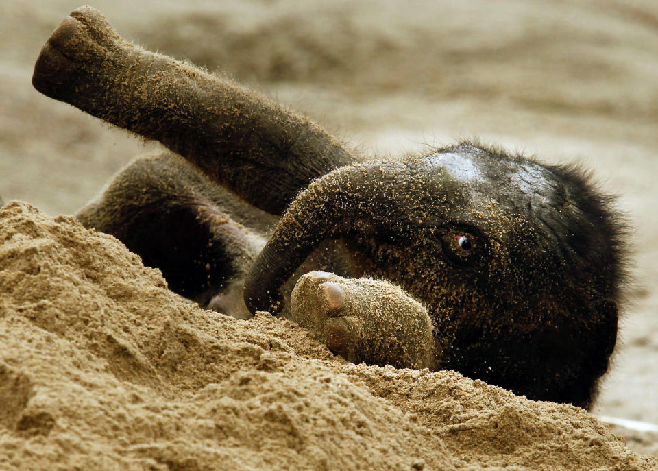 Baby elephant