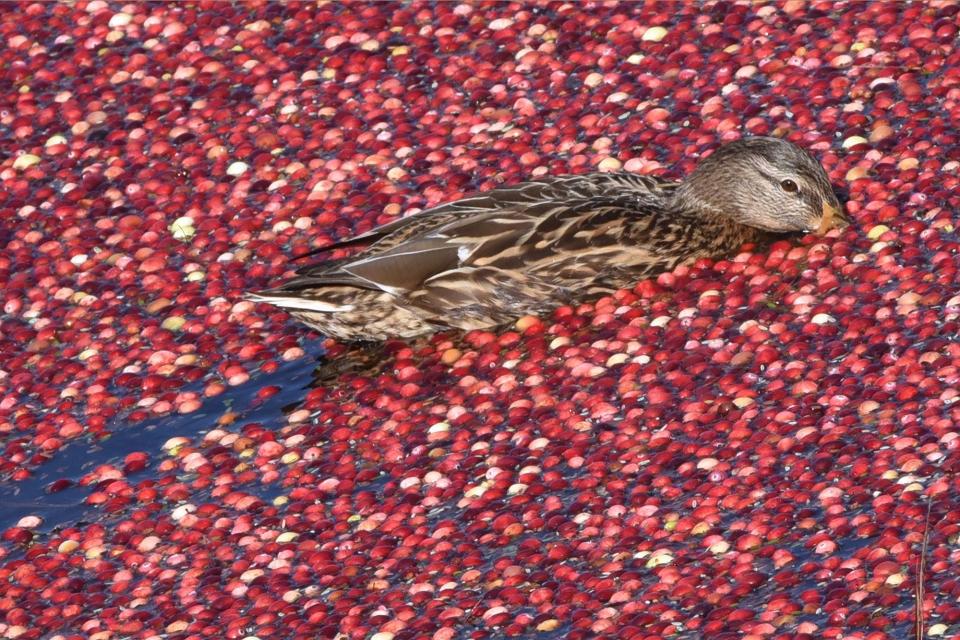 A duck searching for tender stems beneath the cranberries nearly blends into the bog.