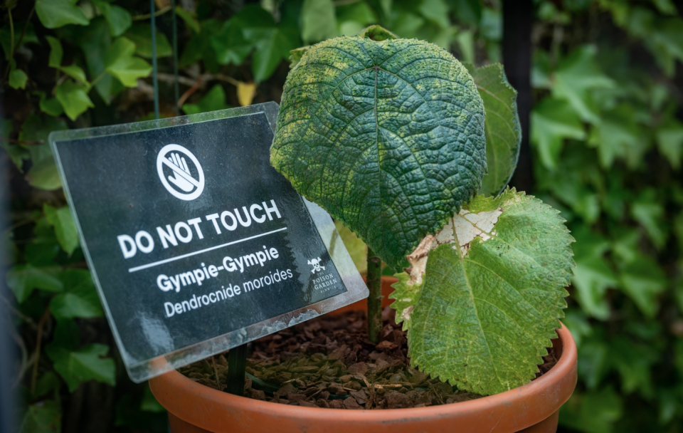 The Gympie-Gympie plant causes excruciating pain. Source: The Alnwick Garden