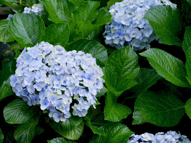 Blundering Gardener: Hydrangeas are exciting for good reason – Twin Cities