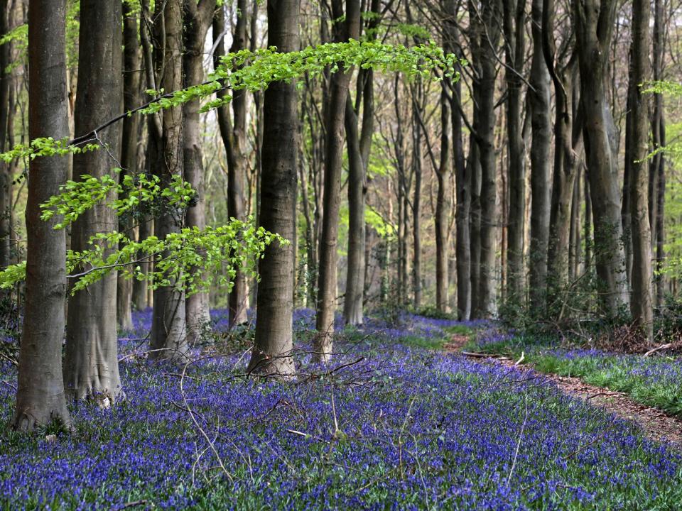 ‘The warning signs are loud and clear,’ says Woodland Trust director of conservation and external affairs Abi BunkerGetty