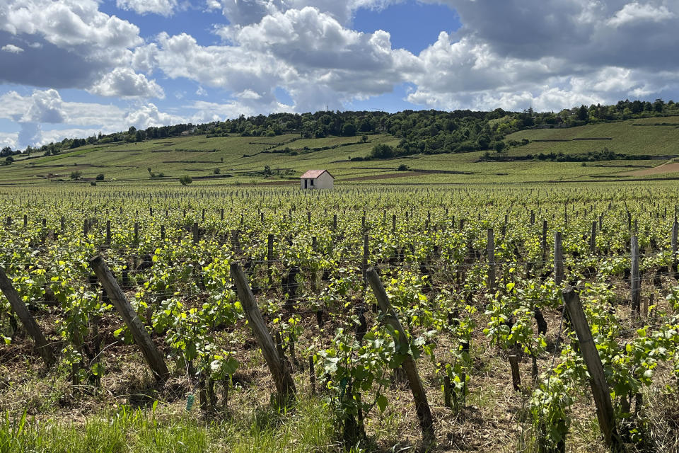 A vineyard appears along the Voie des Vignes near Beaune, in the Burgundy region of France. (Steve Wartenberg via AP)