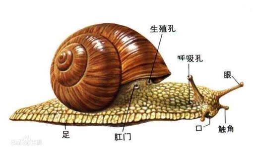 蝸牛的構造。（圖／翻攝自百度百科）
