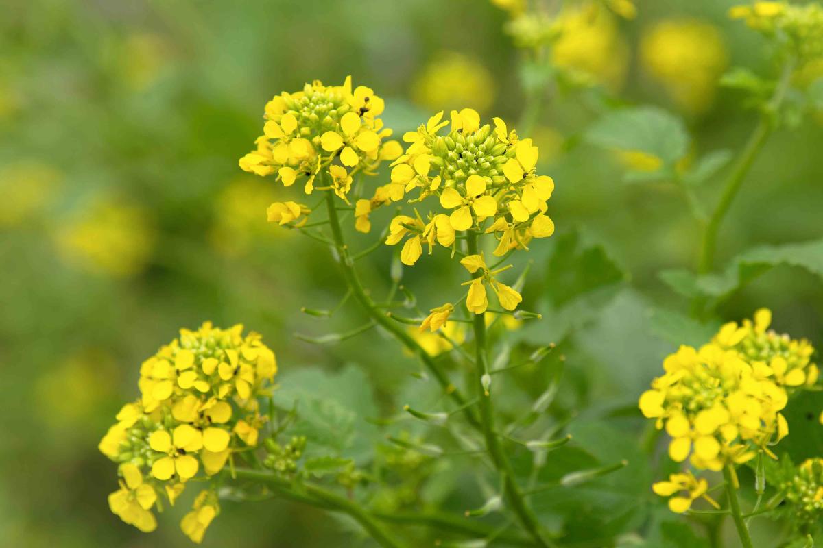 Рута имя. Brassica juncea. Moutarde горчица. Горчица цветок. Цветок горчица отдел.