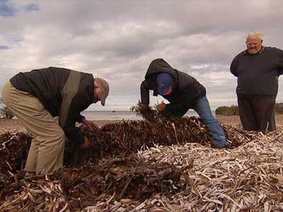 Dead seagrass could be linked to treatment plant