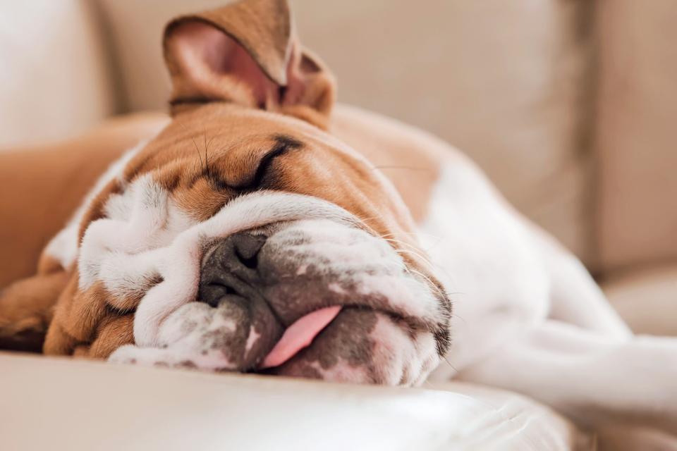 how can you tell if your puppy is lethargic