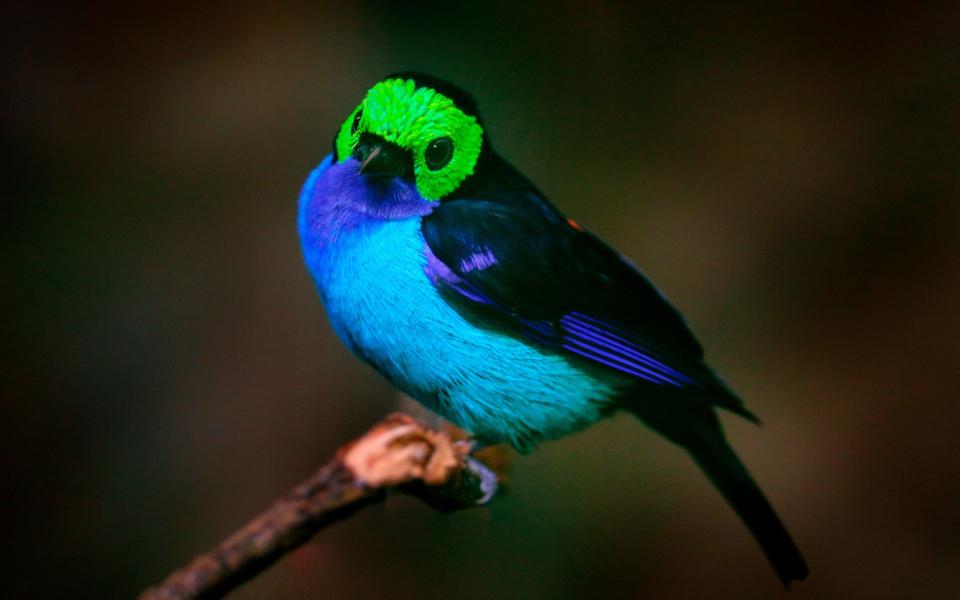 A brightly-coloured paradise tanager, seen here in Brazil, would be unlikely to be found in the UK - Ondrej Prosicky/iStockphoto