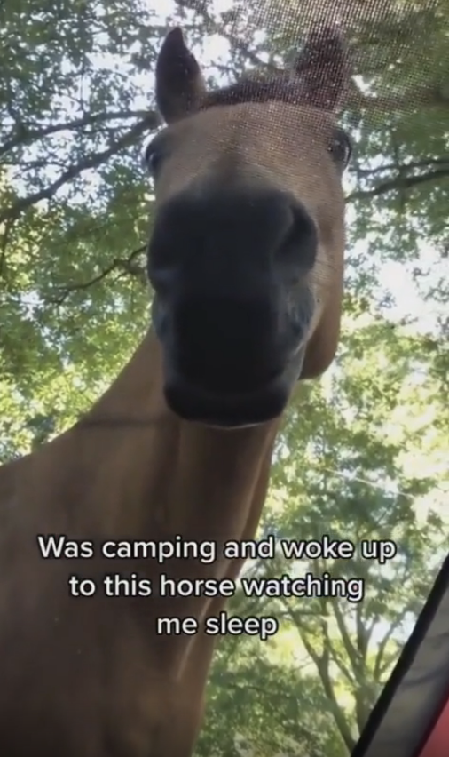 Horse peering through a screen, text says, "Was camping and woke up to this horse watching me sleep."