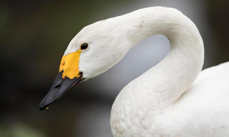 A Bewick’s swan (Cygnus columbianus). The lasyt count of the birds showed that the population is starting to grow.