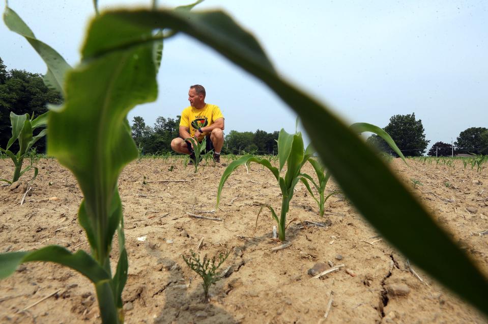 Mike May of May's Produce surveys the dry conditions of one of his sweet corn fields Tuesday in Atwater Township.