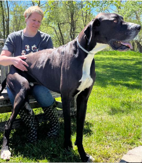 The tallest dog living (male) is Kevin, who measures 0.97 m (3 ft 2 in), as verified in West Des Moines, Iowa, USA, died in late June 2024, after falling ill.

Guinness World Records