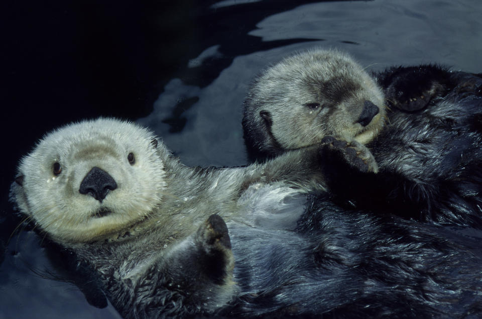 Sea Otters (Enhydra lutris) floating on backs, close-up