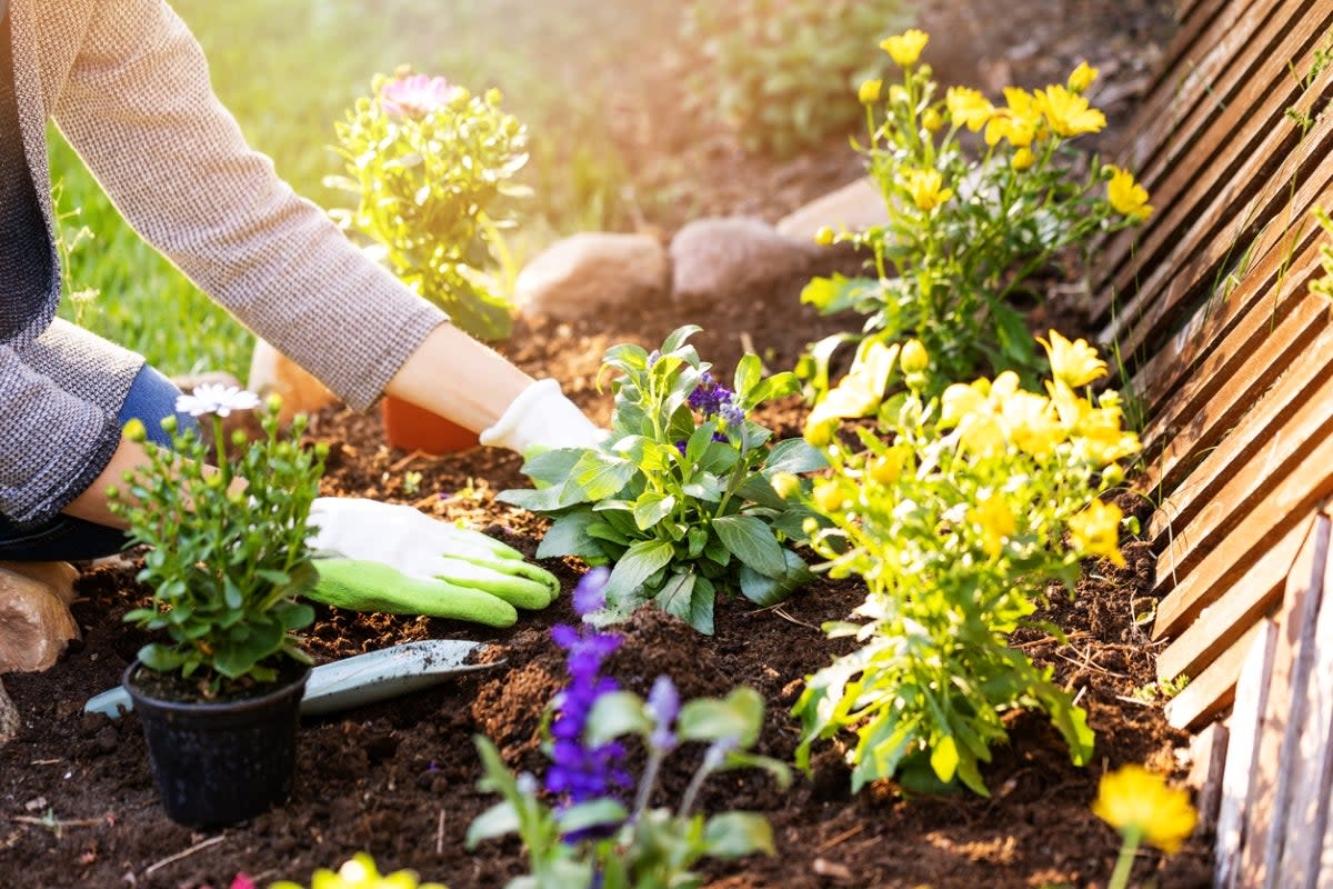 Woman planting flower garden