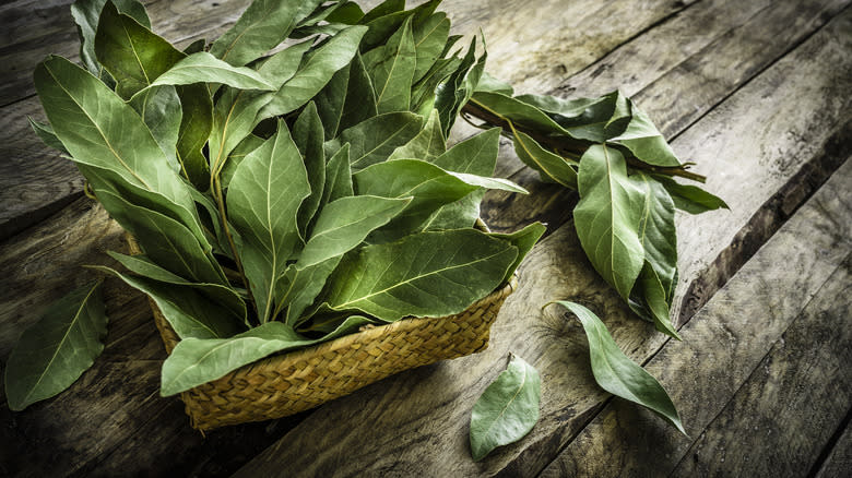 fresh bay leaves in basket