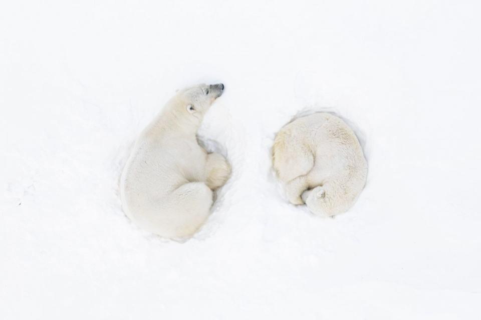 “A Polar Romance” by Florian Ledoux (FRANCE)