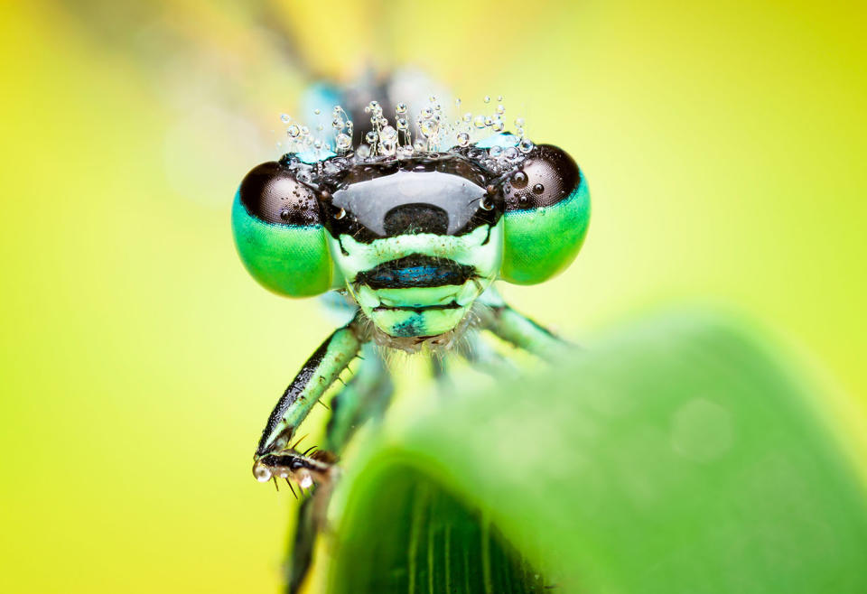 Fantastic photography of insects and water droplets