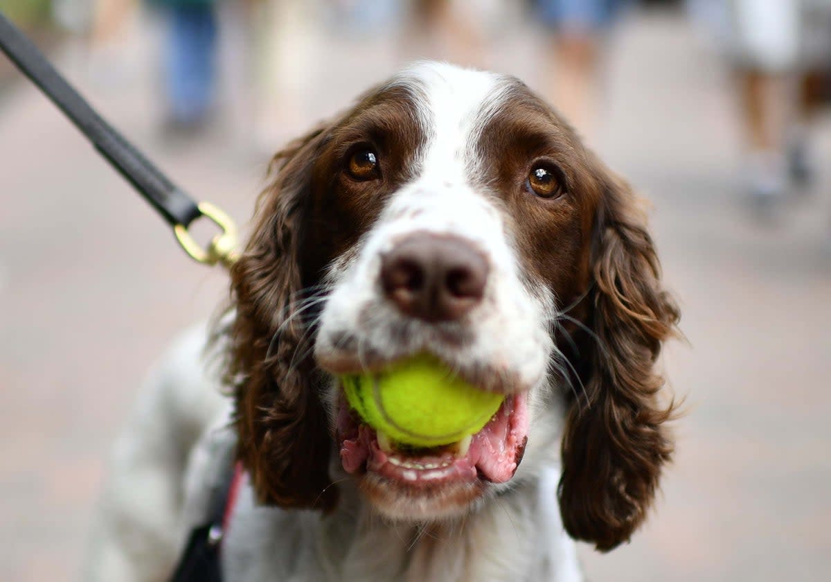 A police dog carries a tennis ball in his mouth at The All England Tennis Club in Wimbledon (AFP/Getty)