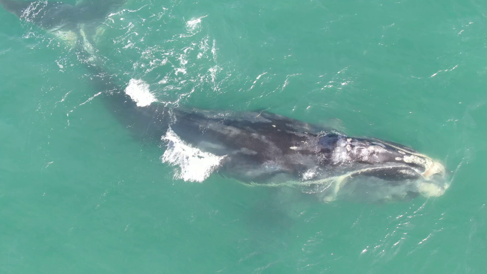 Cottontail, a 12-year-old right whale male, was observed off Sebastian Inlet entangled in fishing gear.