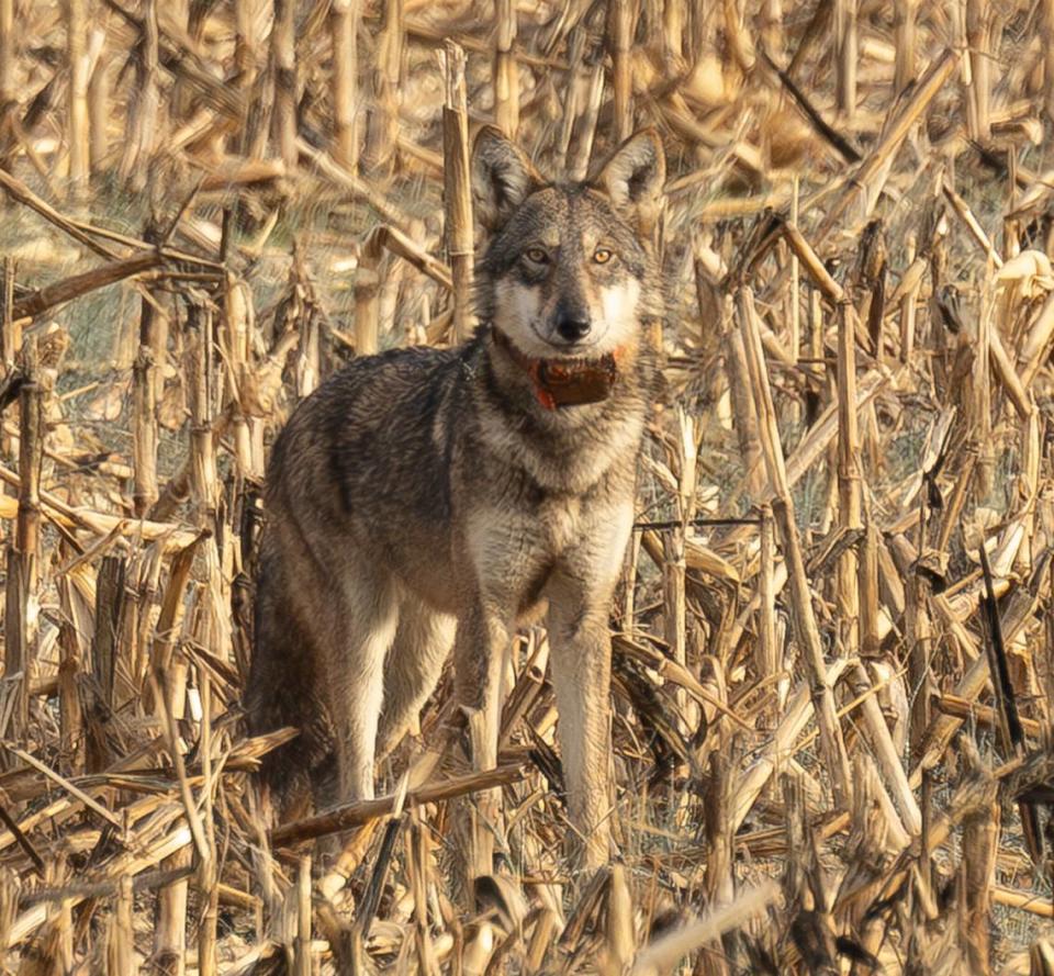 A red wolf wearing a tracking collar hunts in a corn field at Alligator River National Wildlife Refuge in eastern North Carolina.