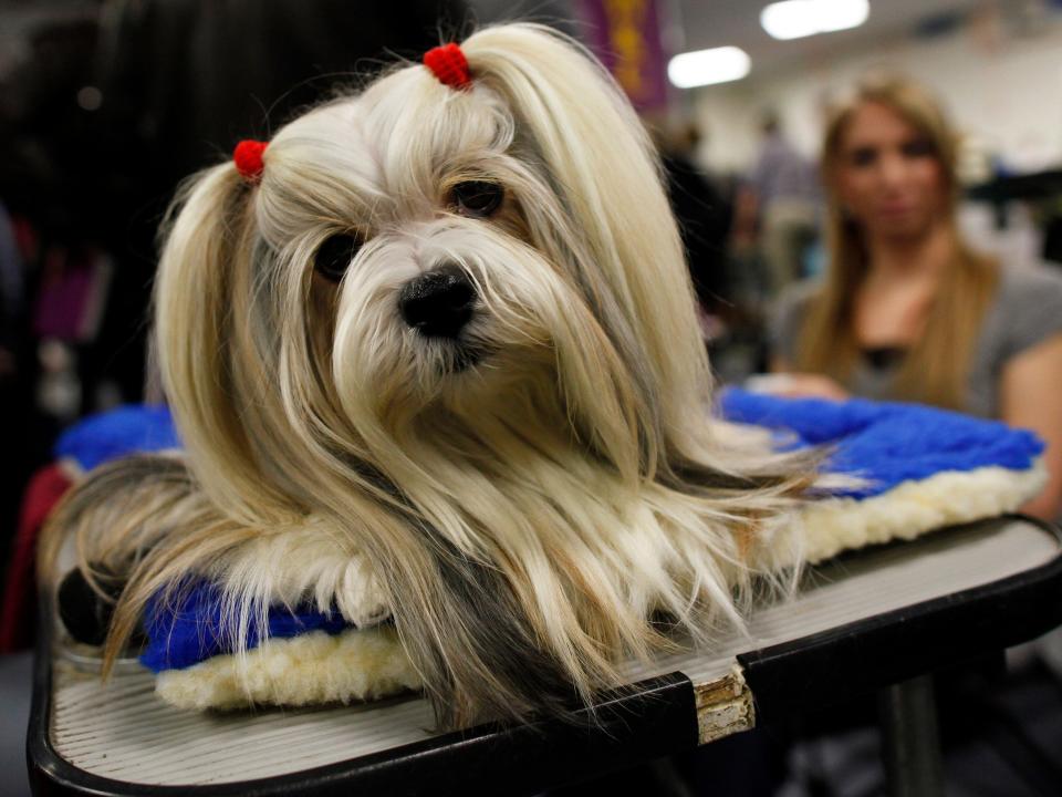 Penny, a lhasa apso, in 2011.