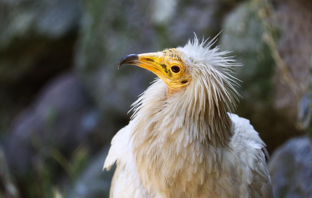 An Egyptian vulture is seen at Izmir Wildlife Park in Izmir, Turkey (Anadolu Agency via Getty Images)