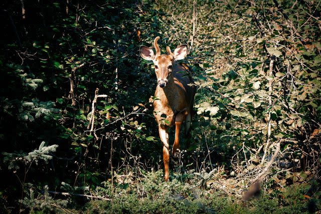 <p>William Craig Moyes</p> A fawn in Bic National Park.