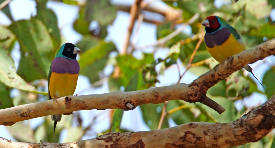 Two Gouldian finches sitting on a tree branch.