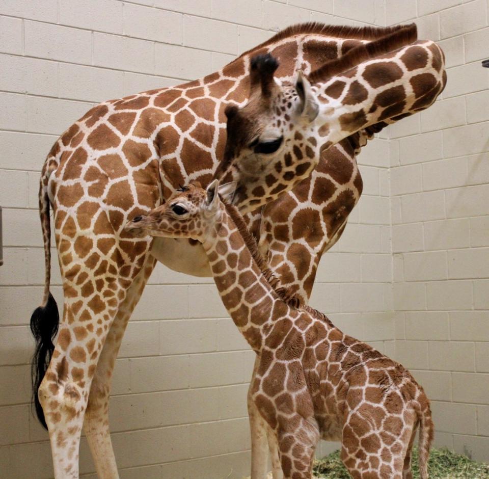 Ruby, a 4-year-old reticulated giraffe, is shown with her newborn calf at the Birmingham Zoo.