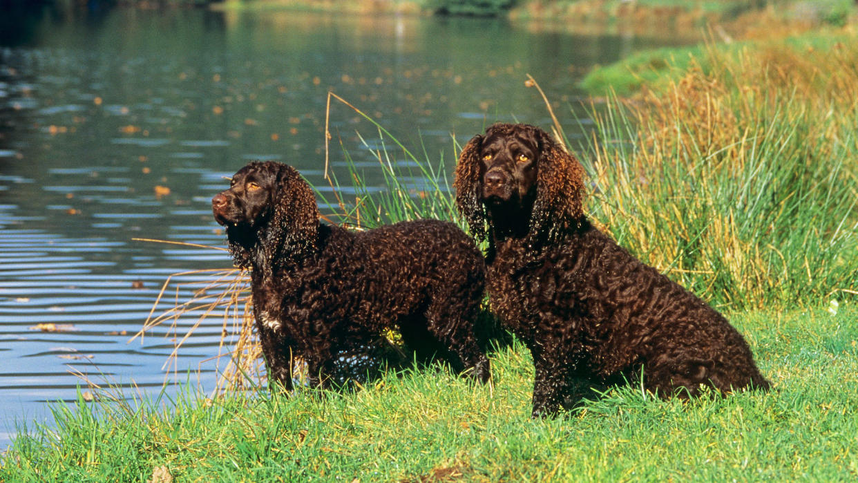 Two American water spaniels by the edge of a lake
