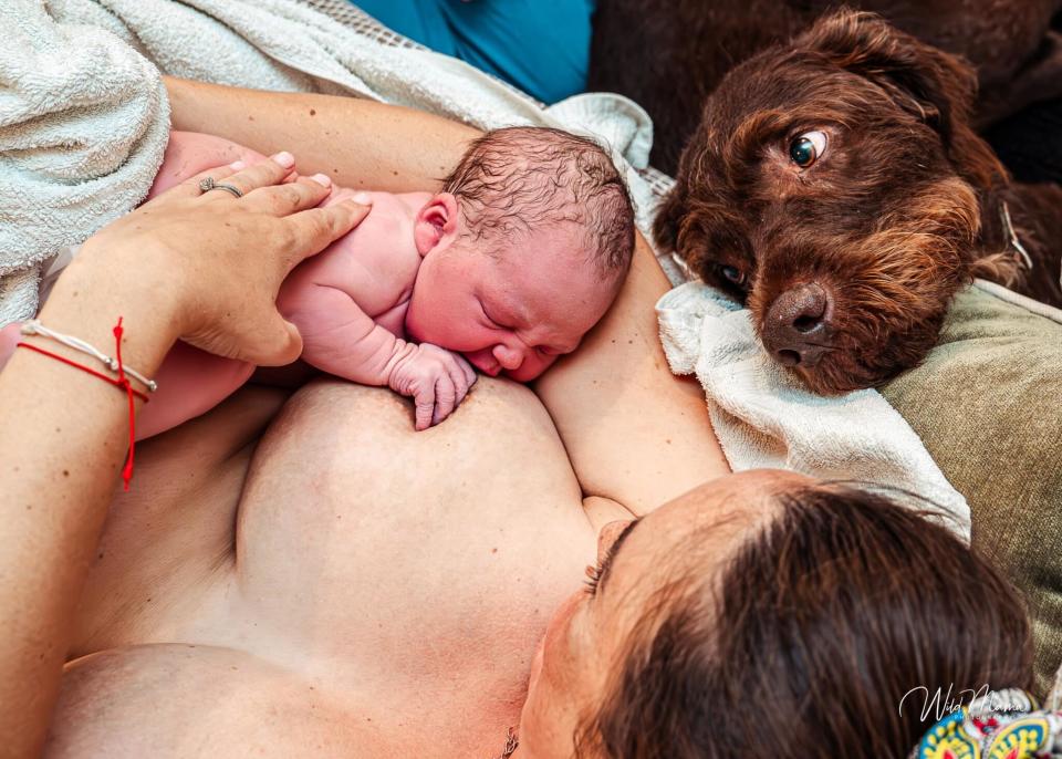 Newborn rests on mother's chest during skin-to-skin contact as a watchful dog looks on