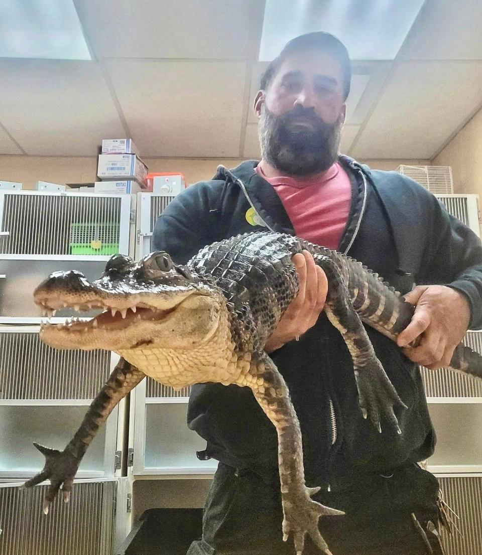 A juvenile alligator recovered from Neptune last weekend