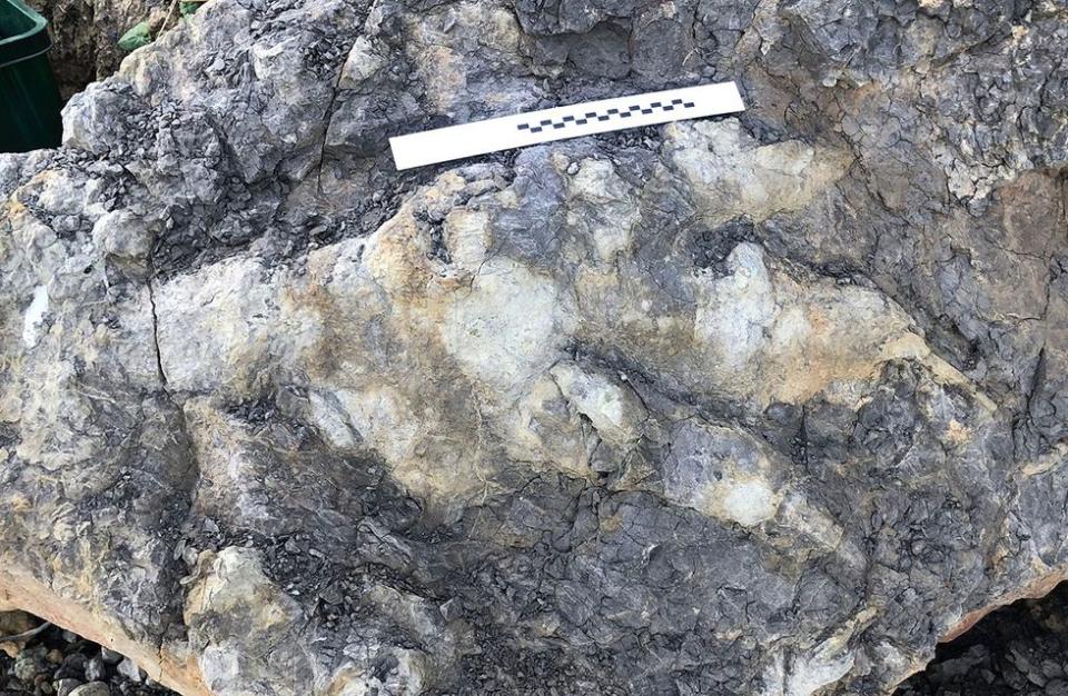 Yorkshire's Dinosaur Coast Reveals Record-Breaking Footprints