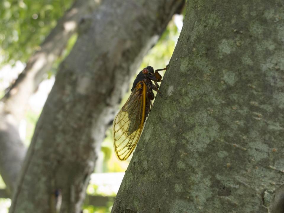 double brood periodical cicadas