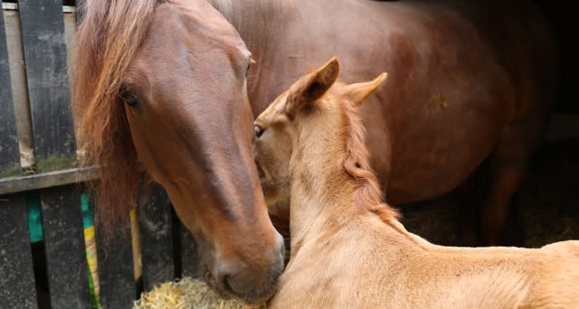 New Hope For Suffolk Punch Horses As First Foal Born At Historic Site In A Century