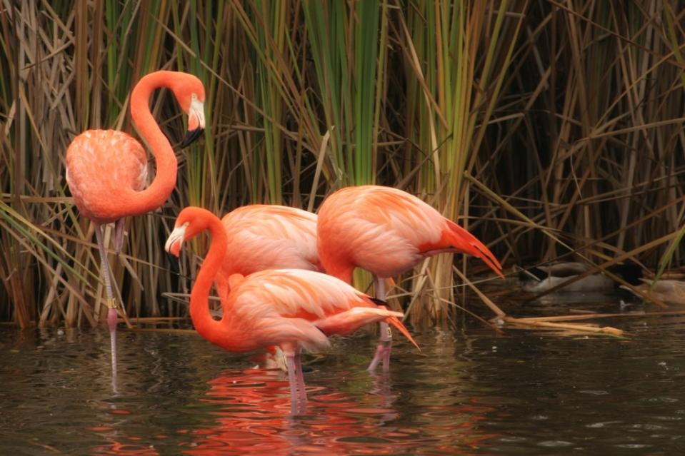 Flamingos standing in front of brown reeds, Sacramento Zoo USA via Getty Images