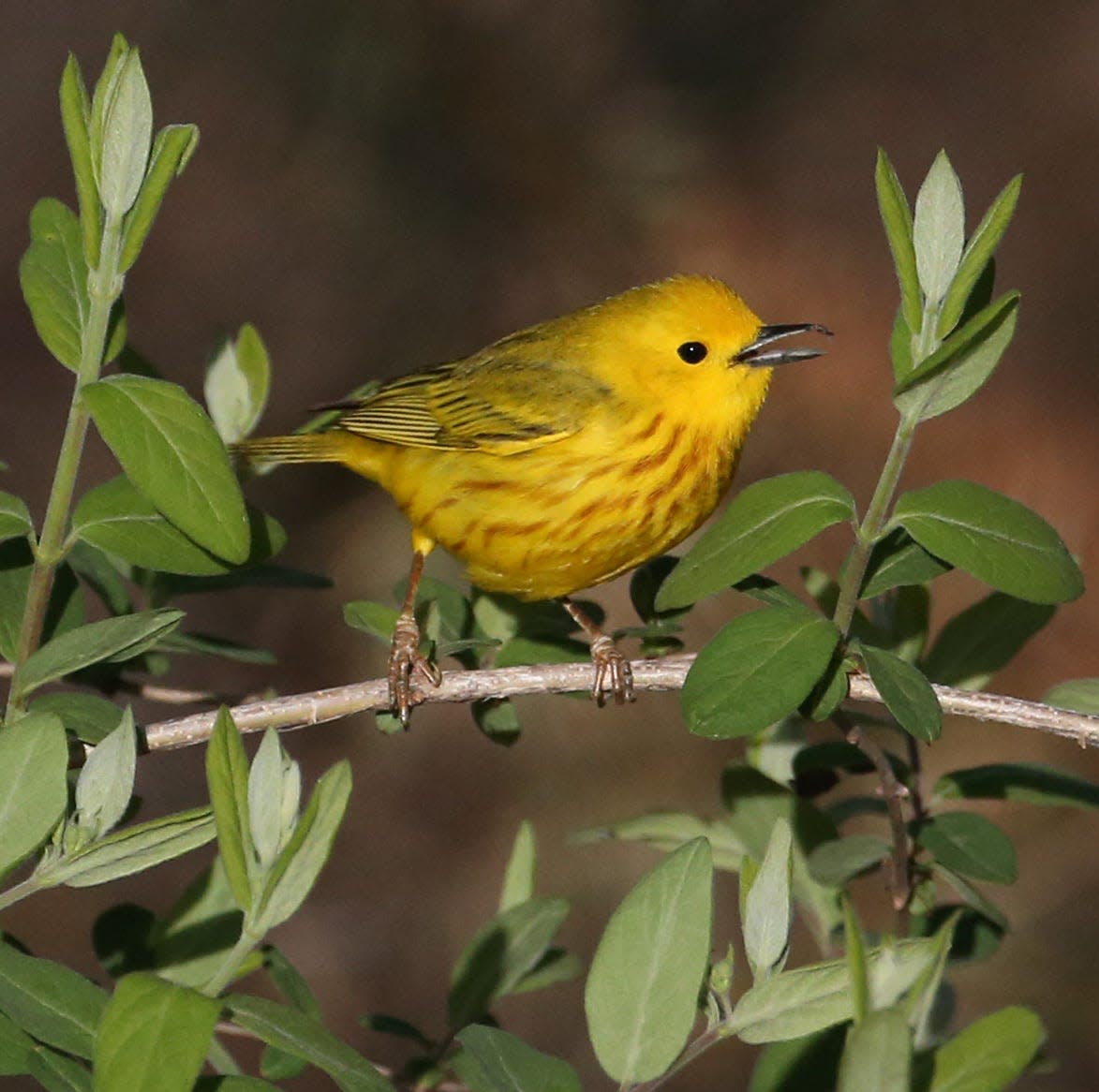 A Yellow Warbler eats and insect in woods along Long Pond Rd. in Greece Friday, May 8, 2023.