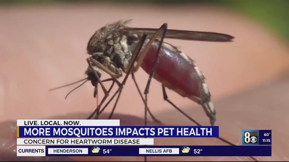 Rising mosquito population in Las Vegas valley impacting pet health