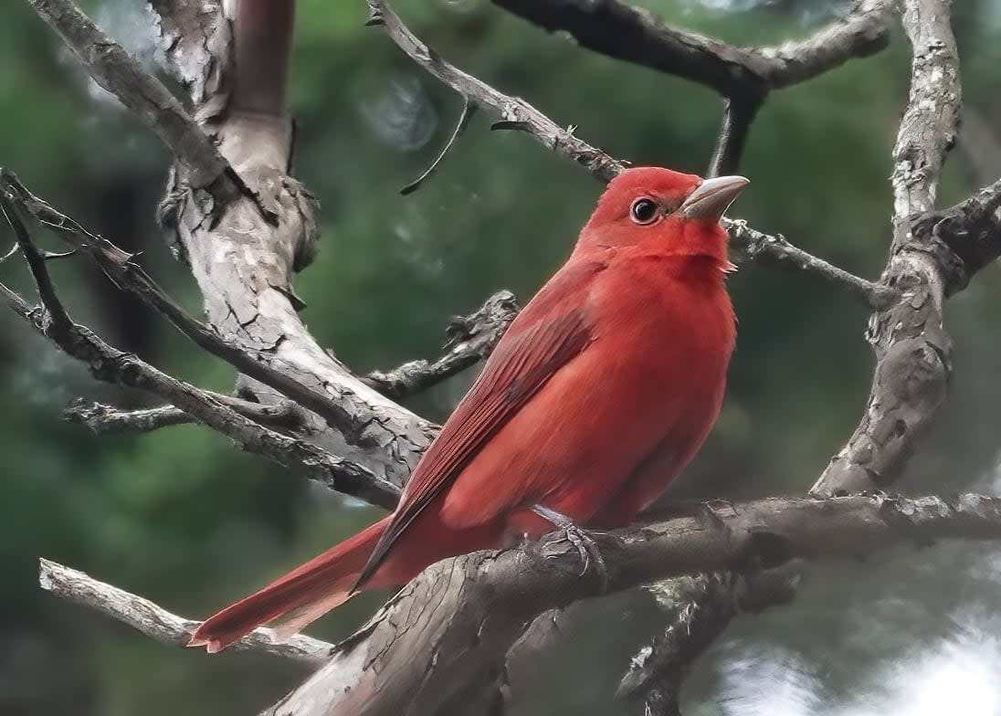 This summer tanager has been spotted in the Greater Victoria area to the delight of local birders.  (submitted by Ann Nightingale - image credit)